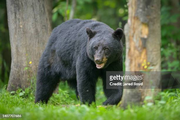 a large male black bear walks along the edge of the forest - mamífero fotografías e imágenes de stock