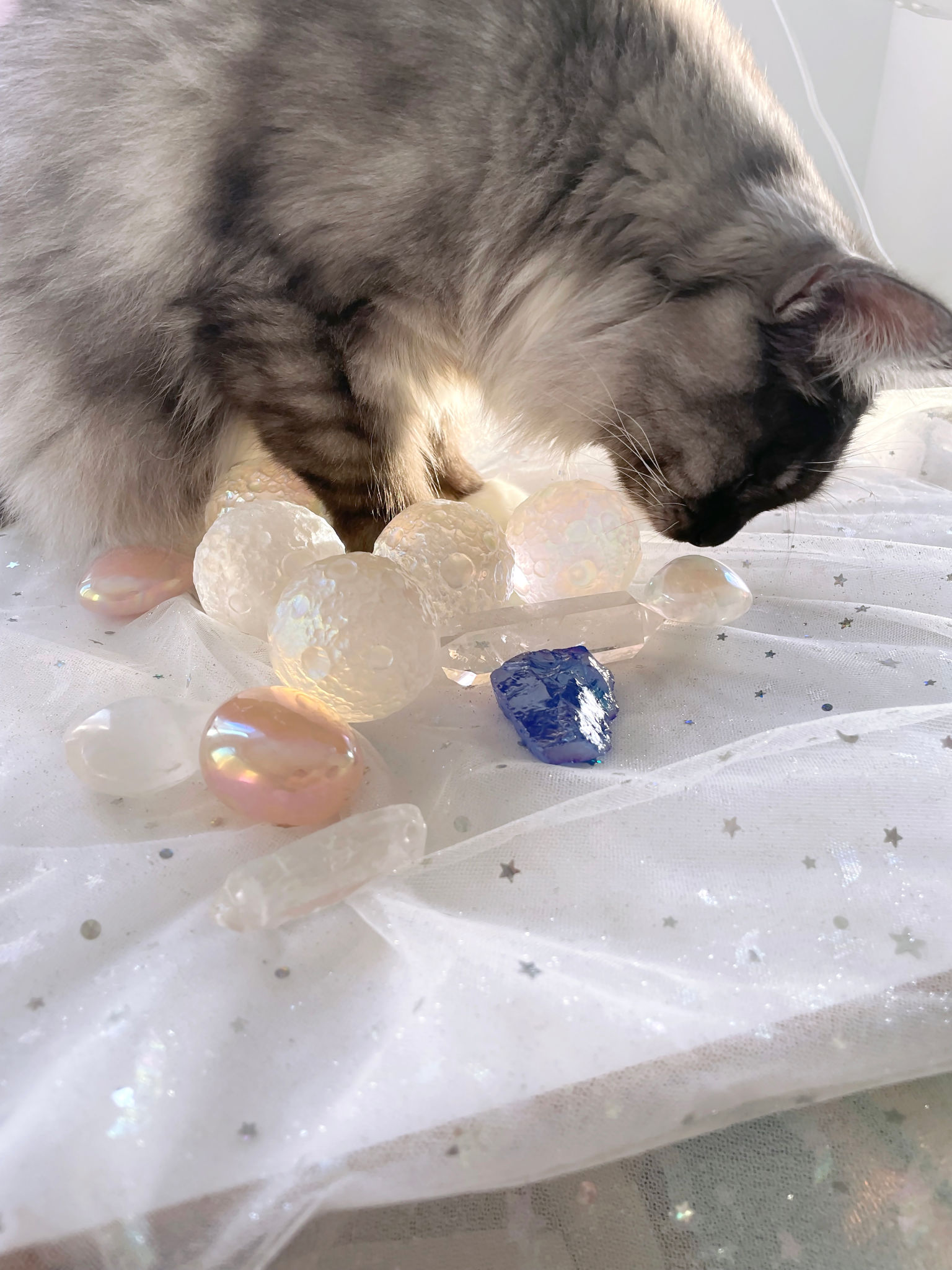 pet reiki session