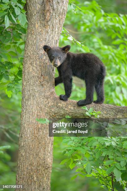 a young black bear cub standing on a branch in a tree - boreal forest stock pictures, royalty-free photos & images