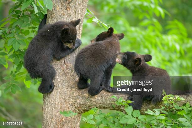 three young american black bear cubs playing in a tree - cub photos et images de collection