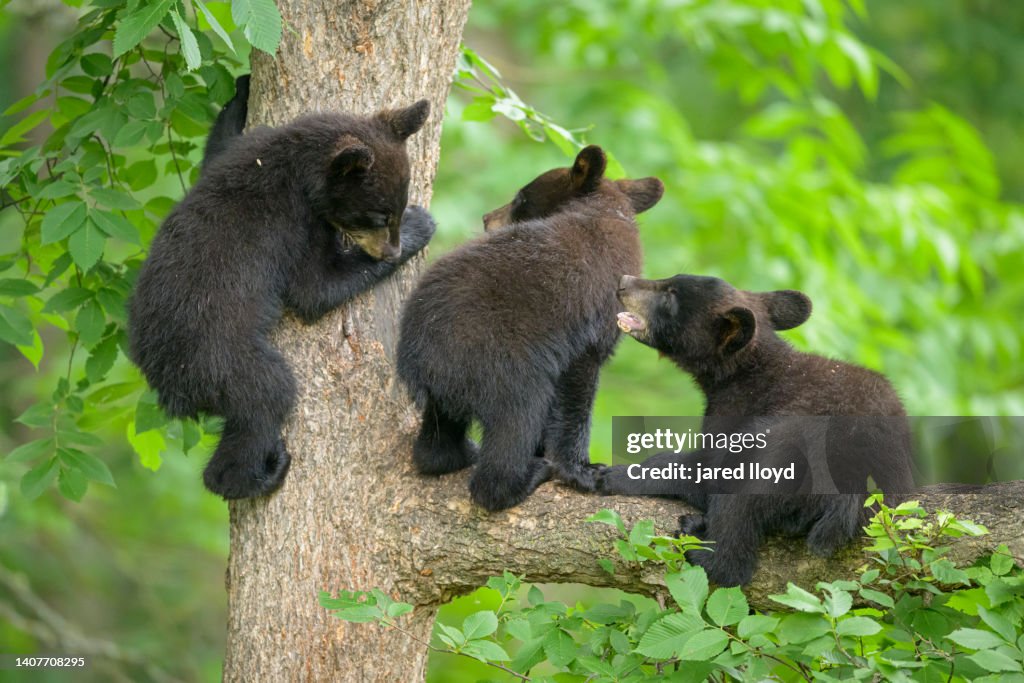 Three young American black bear cubs playing in a tree