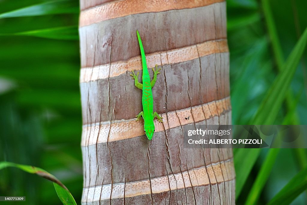 A green Gecko is seen on a palm at Valle