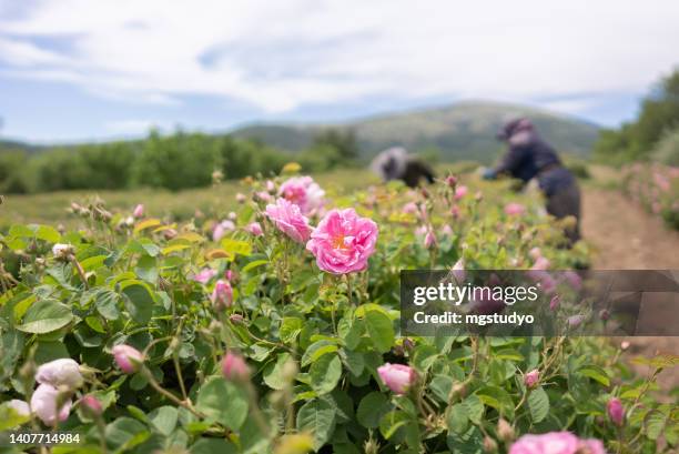 bauern, die die isparta-ölrosenblüte ernten. - feld rose stock-fotos und bilder