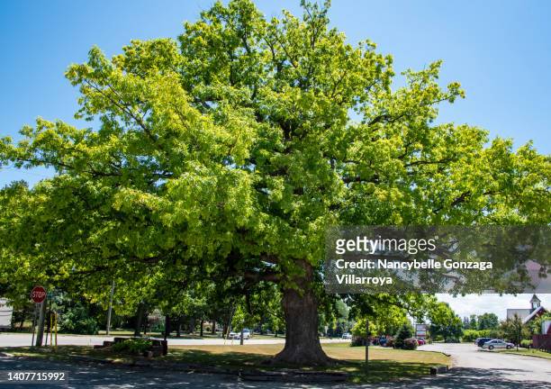 a large old oak tree - niagara on the lake stock pictures, royalty-free photos & images