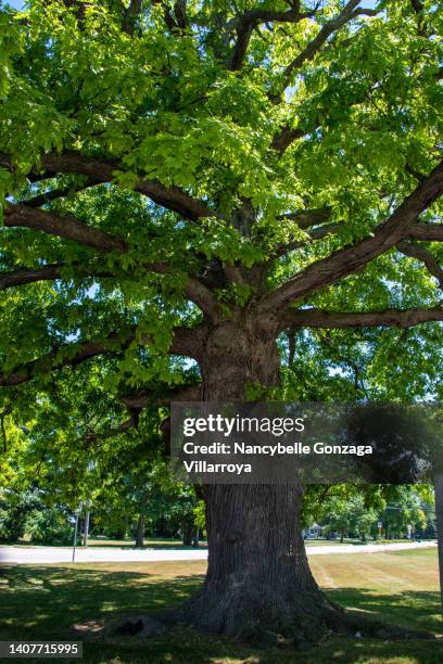 Simple Large Tree 13,978 Large Old Tree Stock Photos, High-Res Pictures, and Images ...