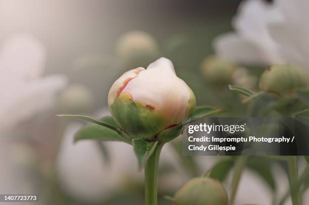 sun burst peony white peony field with ant - white rose flower spa photos et images de collection