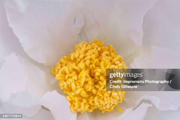 sun burst peony detailed stamen and petals - lux gillespie stock pictures, royalty-free photos & images