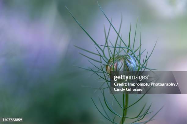 love in a mist white bud close details - nigella stock pictures, royalty-free photos & images