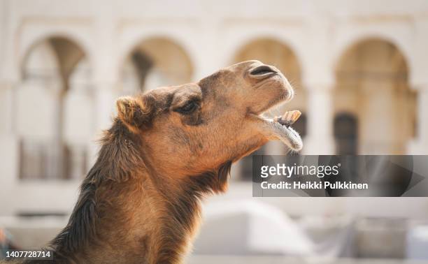 funny camel laughing in doha, qatar - 2022 a funny thing stock pictures, royalty-free photos & images