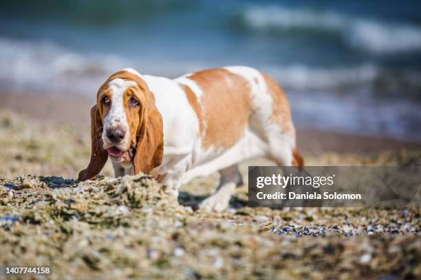 adorable basset hound walking with cute expression on the sand - basset hound stockfoto's en -beelden