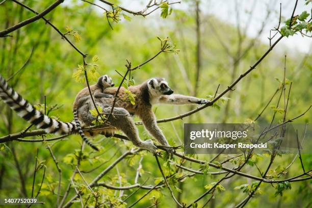 mother lemur climbing a tree with her baby - wilderness area stockfoto's en -beelden