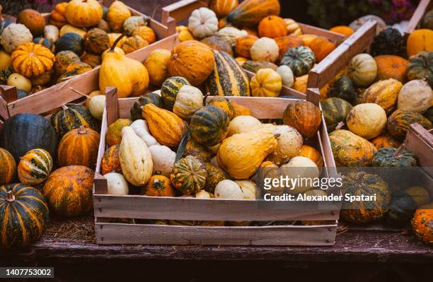 heap of various decorative pumpkins - cabaça cucúrbita - fotografias e filmes do acervo