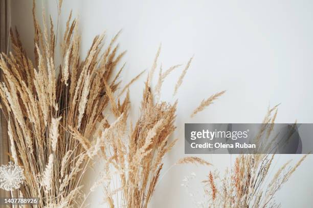 dry reed against white wall. - riet stockfoto's en -beelden