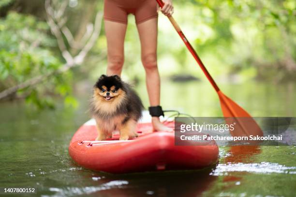 woman and her dogs on paddle board - pomeranian stock pictures, royalty-free photos & images