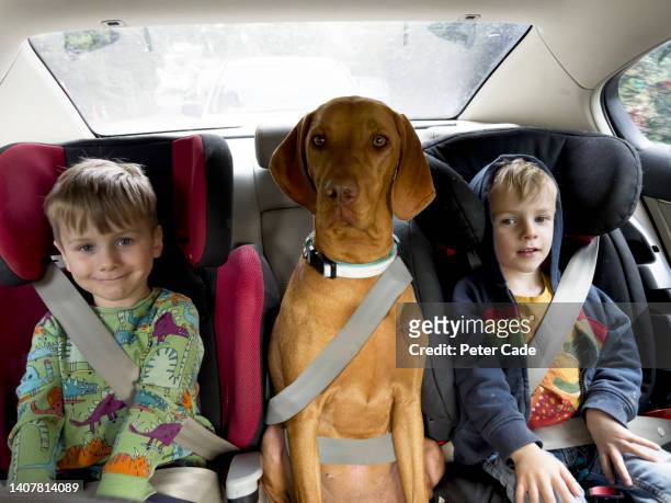 children in back of car with dog wearing seatbelts - kid car seat stock-fotos und bilder