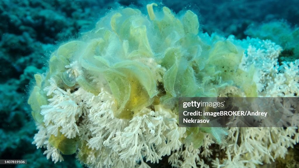 Brown alga (Padina pavonica) Peacock's Tail invades to territory White pulse soft corals (Heteroxenia fuscesens) . This is result of eutrophication (increase organic matter in the sea water) Red sea, Egypt