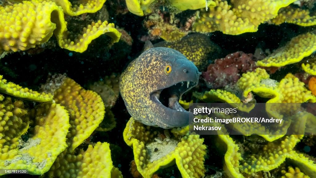 Yellow Edged Moray Eel (Gymnothorax flavimarginatus) peeks out of its Lettuce coral or Yellow Scroll Coral (Turbinaria reniformis) . Close-up. Red sea, Egypt