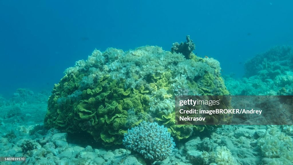 Once beautiful coral reef is overgrown with algae as a result of eutrophication (increase organic matter in the sea water) Brown alga (Padina pavonica) Peacock's Tail covered bottom and corals. Red sea, Egypt