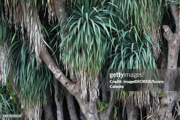 stockillustraties, clipart, cartoons en iconen met dragon tree, dragos, la palma, canary island, spain - dracaena