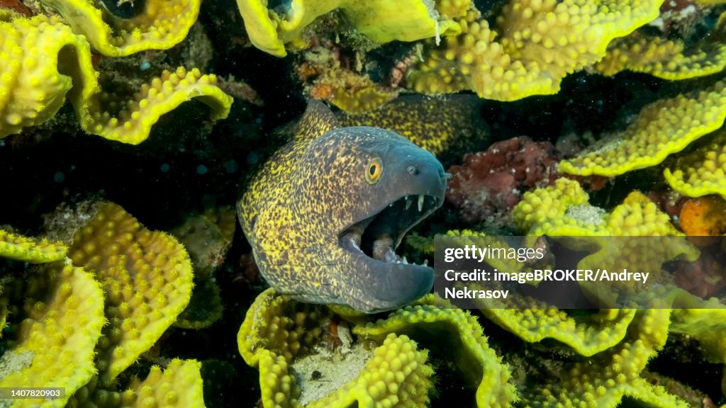 Yellow Edged Moray Eel (Gymnothorax flavimarginatus) peeks out of its Lettuce coral or Yellow Scroll Coral (Turbinaria reniformis) . Close-up. Red sea, Egypt