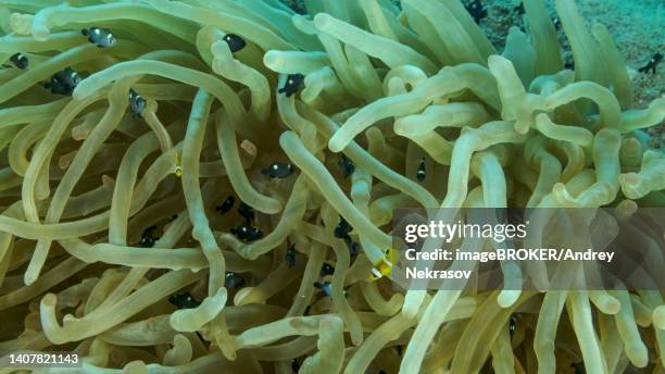 baby clownfish and school of damsel fish swims on bubble anemone. red sea anemonefish (amphiprion bicinctus) and domino damsel (dascyllus trimaculatus) fishes, red sea, egypt - dascyllus trimaculatus stock pictures, royalty-free photos & images