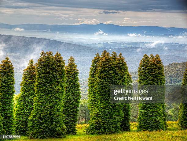 strange trees in front of cloudy mountains - mountain range stock pictures, royalty-free photos & images