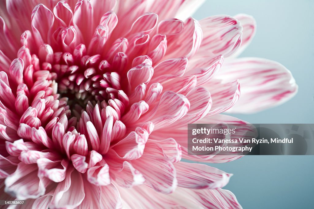 Pink Dahlia