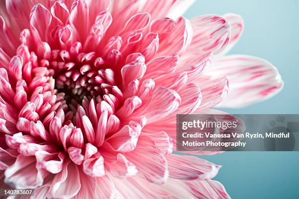 pink dahlia - vanessa van ryzin - fotografias e filmes do acervo