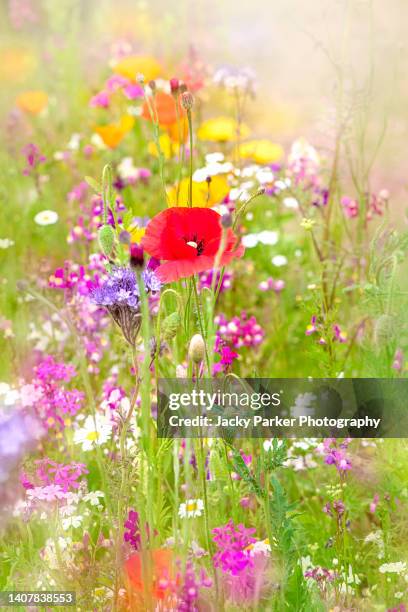 beautiful summer meadow in an english cottage garden with red poppies and wildflowers - flor silvestre fotografías e imágenes de stock