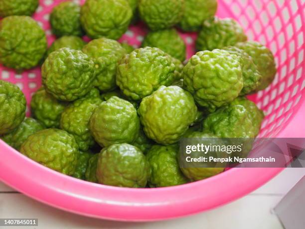 kaffir lime, leech lime citrus hystrix dc scientific name rough skin green vegetable in pink plastic basket nature background - タイマツバナ ストックフォトと画像