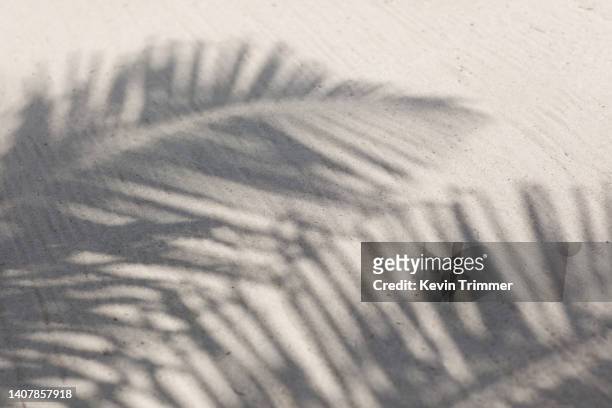 palm shadows on sand - palmen schatten stock-fotos und bilder