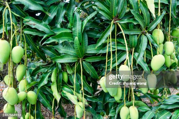 mango tree and mango - mango tree ストックフォトと画像