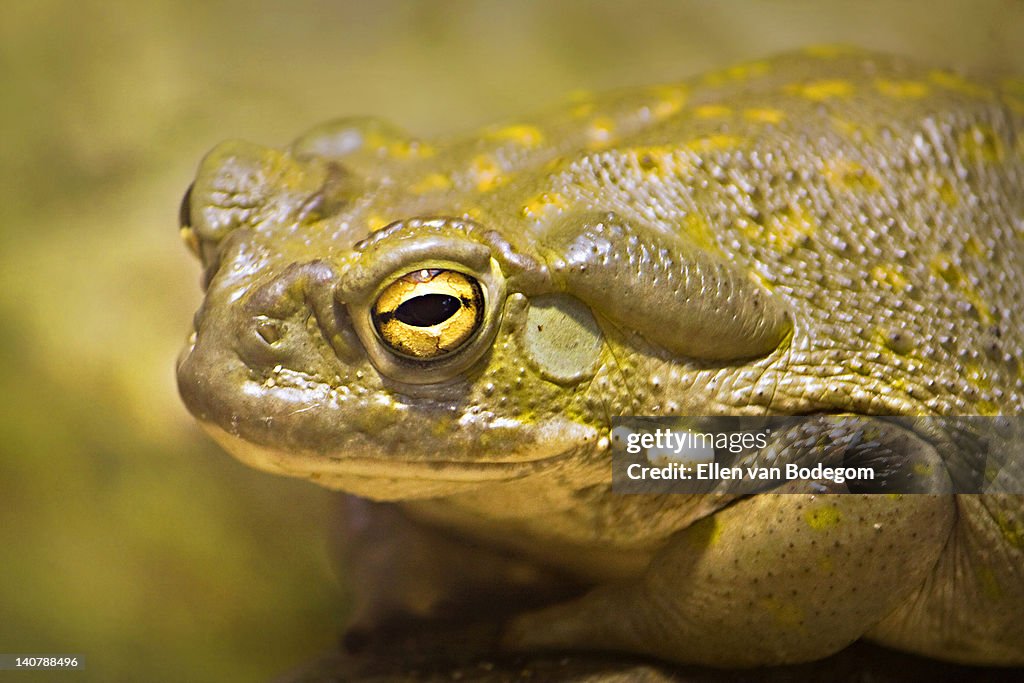 Colorado river toad