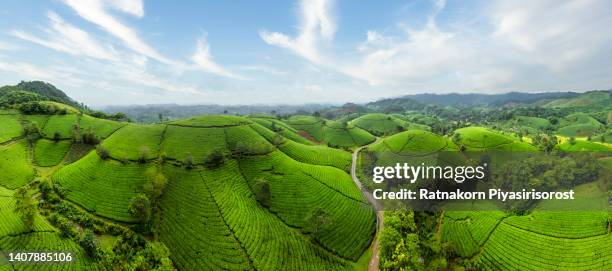 aerial drone beautiful sunrise scene with fog at panoramic landscape of terrace rice field on mountain. forest and agriculture field in autumn scenery. - vietnam spring stock pictures, royalty-free photos & images