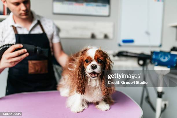 grooming salon - shower man woman washing stock pictures, royalty-free photos & images