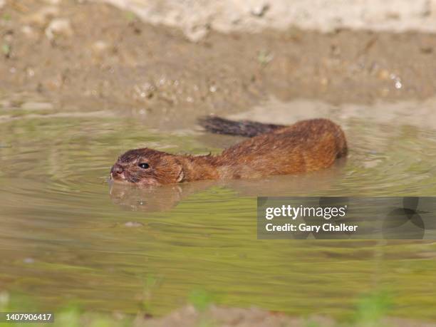 stoat (mustela erminea) - mustela erminea stock pictures, royalty-free photos & images