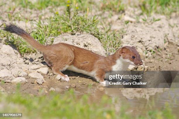 stoat (mustela erminea) - ermine stockfoto's en -beelden