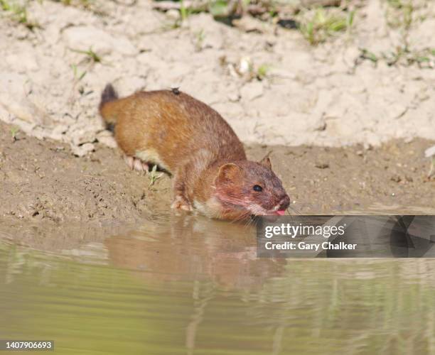 stoat (mustela erminea) - mustela erminea stock pictures, royalty-free photos & images