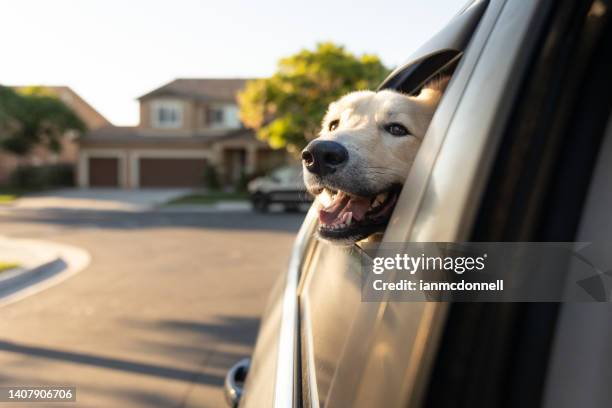 dog with her head out the car window - dog car window stock pictures, royalty-free photos & images