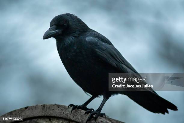 crow on misty background - rabe stock-fotos und bilder