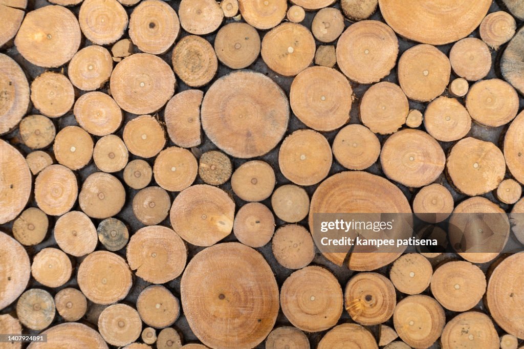 Wood Cut Cross Section