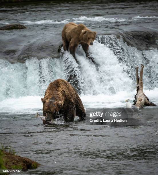 brown bears hunting for salmon near waterfall in the river - spawning stock pictures, royalty-free photos & images
