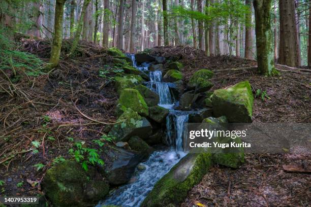 Small Stream In Woods Small Stream In Woods Photos and Premium High Res Pictures - Getty Images