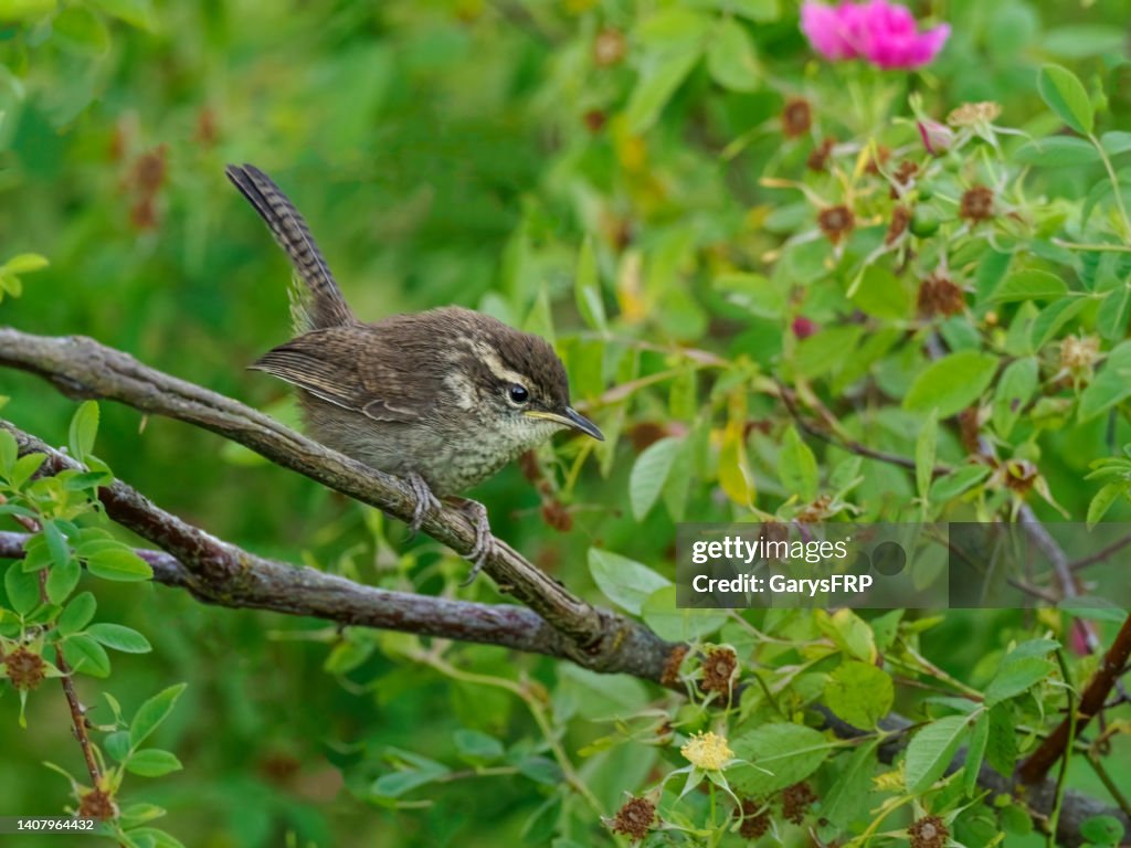 Marsh Wren listo para volar aves salvajes en Oregón