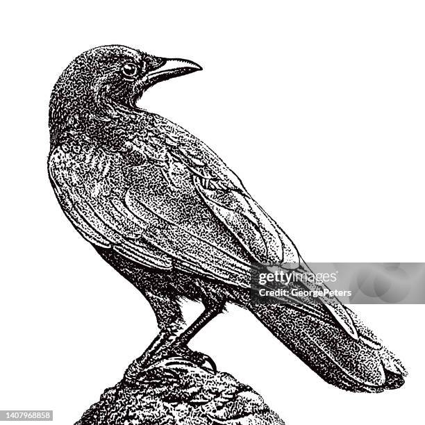 ilustraciones, imágenes clip art, dibujos animados e iconos de stock de posarse cuervos - raven