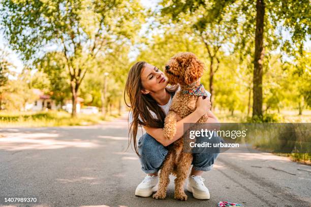 owner playing with her dog in a park - brown poodle stockfoto's en -beelden
