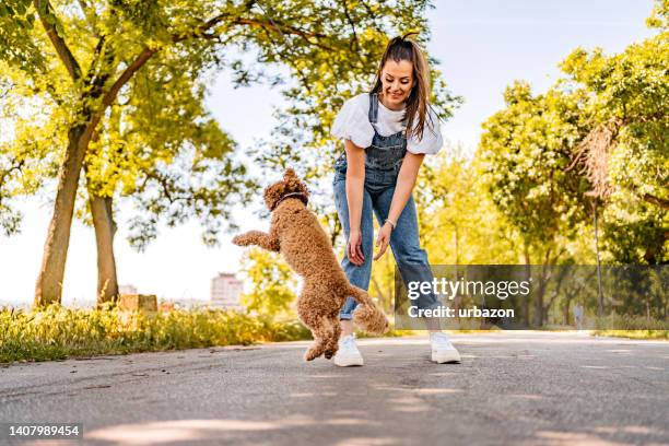 owner playing with her dog in a park - trained dog stock pictures, royalty-free photos & images