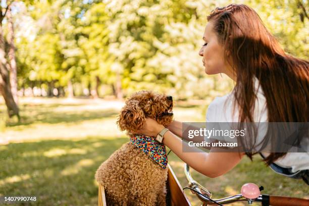 cute labradoodle riding with his owner on a bike - dog park stock pictures, royalty-free photos & images