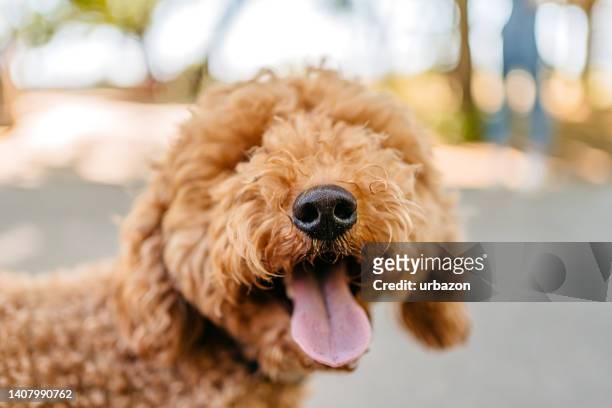 süßer labradoodle-hund im park - labradoodle stock-fotos und bilder