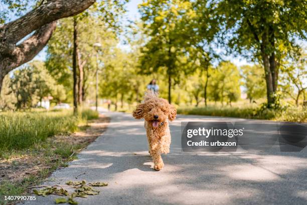 cute labradoodle dog in the park - poodle stock pictures, royalty-free photos & images